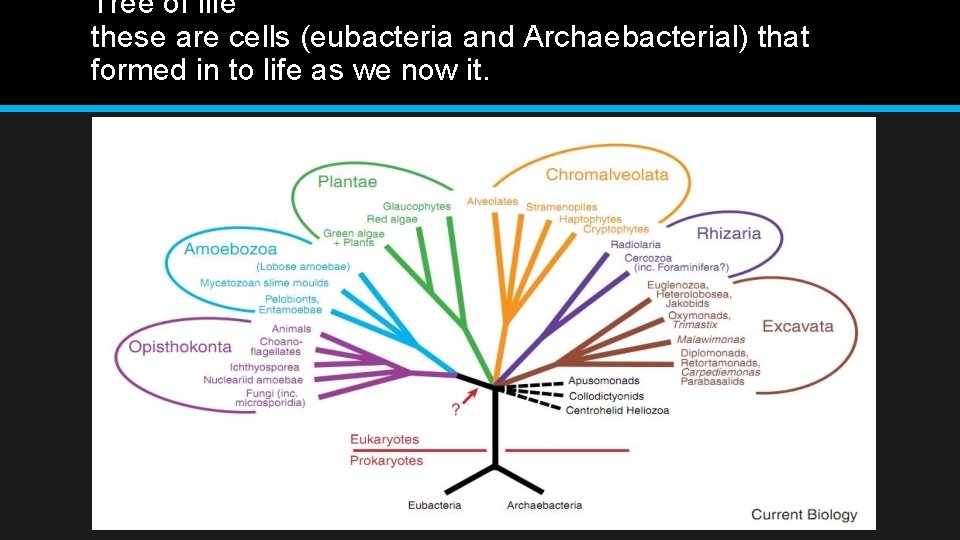Evolution the Unifying Concept of Biology Lilliana Meranda