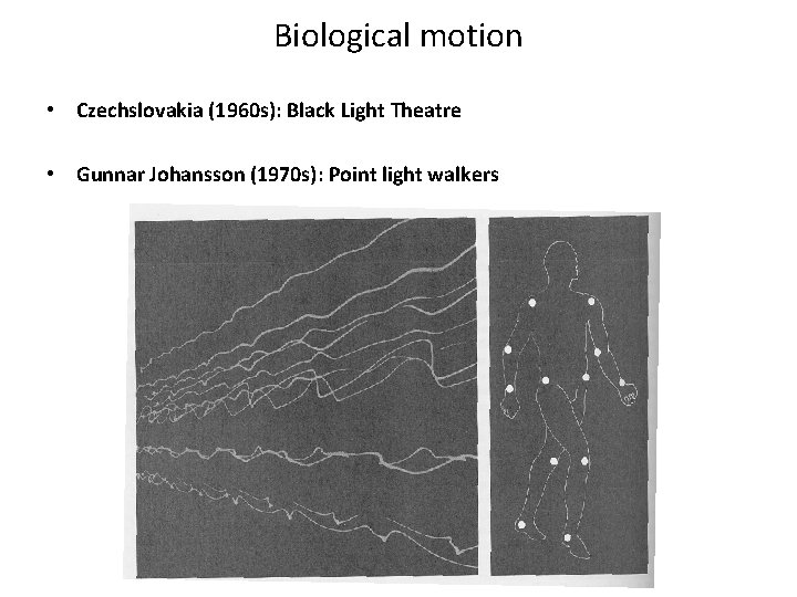 More Perception Introduction to Cognitive Science Motion Perception