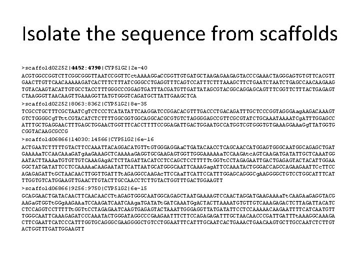 Isolate the sequence from scaffolds >scaffold 02252|4452: 4790|CYP 51 G 2|2 e-40 ACGTGGCCGGTCTTCGGCGGGTTAATCCGGTTCct. AAAAGGa.