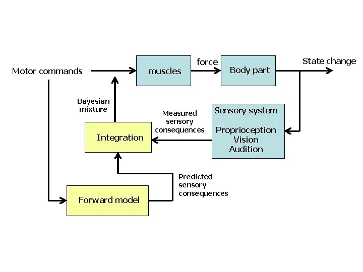 Motor commands muscles Bayesian mixture Integration Forward model force Measured sensory consequences Body part