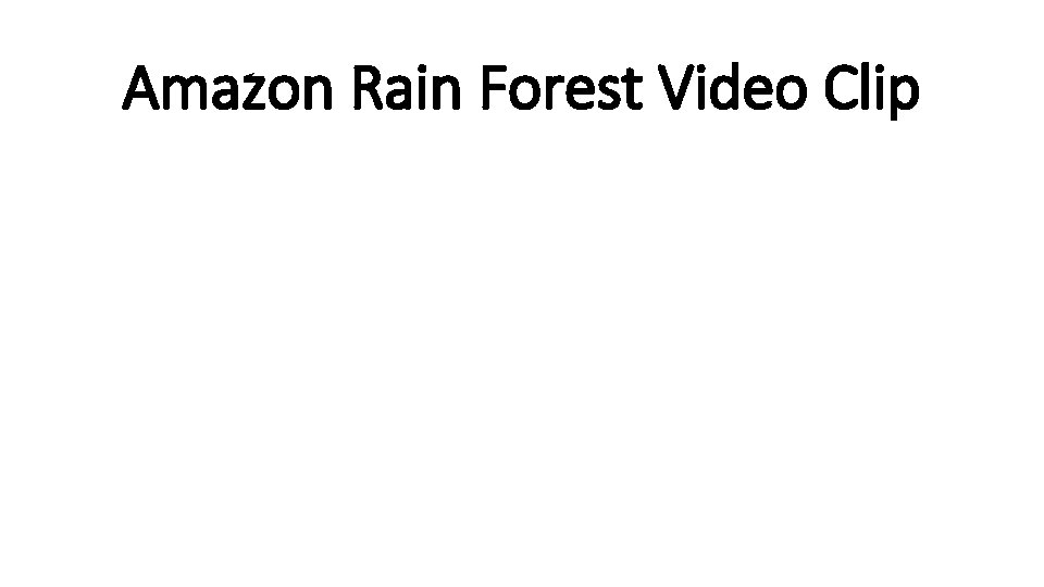 Amazon Rain Forest Video Clip 