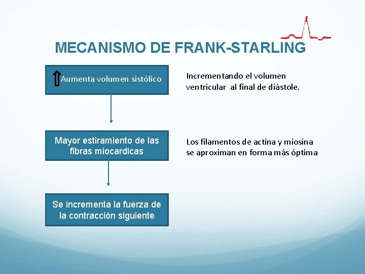 MECANISMO DE FRANK-STARLING Aumenta volumen sistólico Mayor estiramiento de las fibras miocardicas Se incrementa MECANISMO DE FRANK-STARLING Aumenta volumen sistólico Mayor estiramiento de las fibras miocardicas Se incrementa