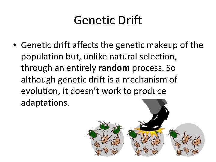 Genetic Drift • Genetic drift affects the genetic makeup of the population but, unlike