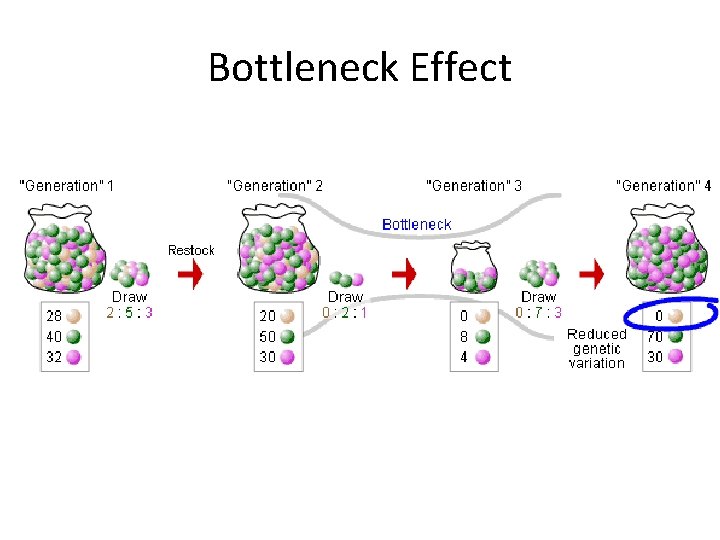 Bottleneck Effect 