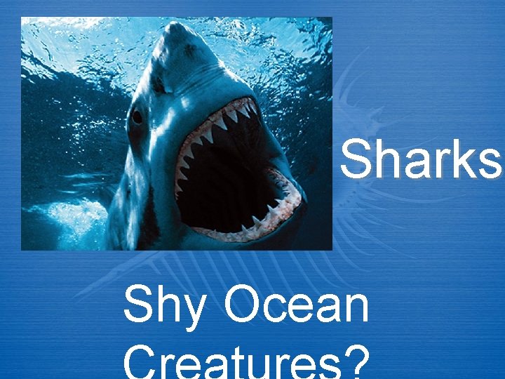 Sharks Shy Ocean 