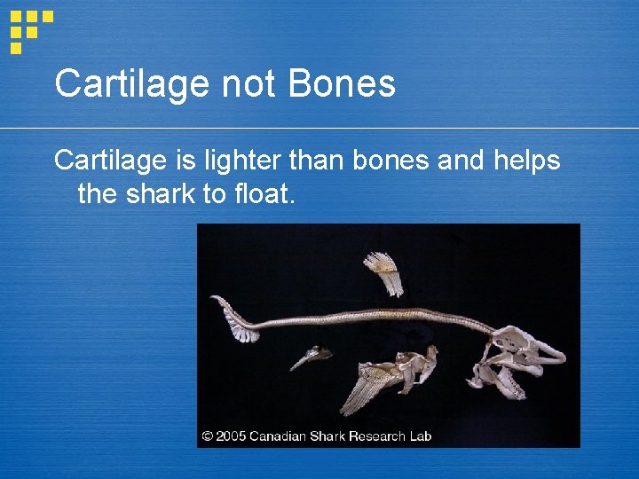Cartilage not Bones Cartilage is lighter than bones and helps the shark to float.