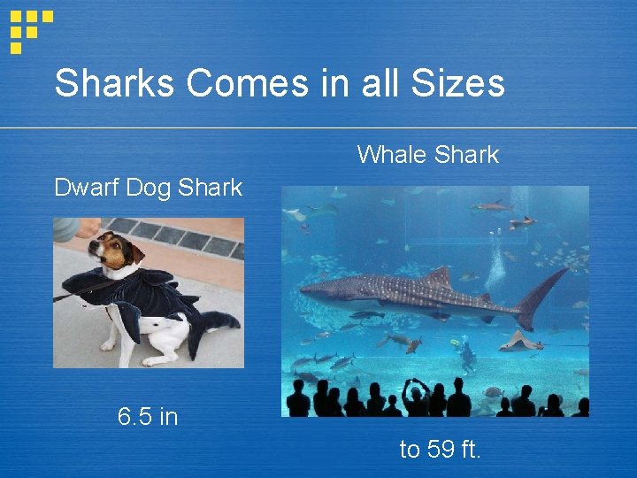 Sharks Comes in all Sizes Whale Shark Dwarf Dog Shark 6. 5 in to