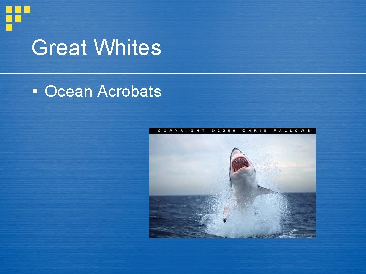 Great Whites § Ocean Acrobats 