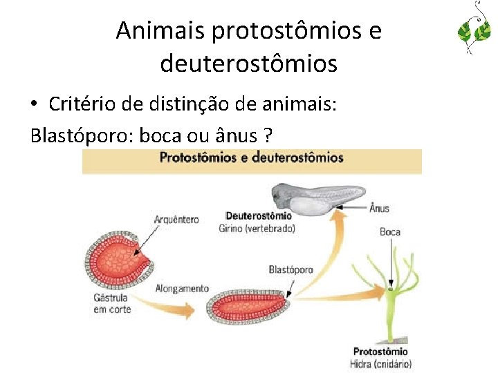 Origem evoluo e caractersticas gerais dos animais Mdulo