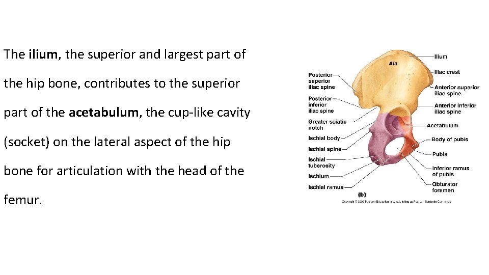 The ilium, the superior and largest part of the hip bone, contributes to the