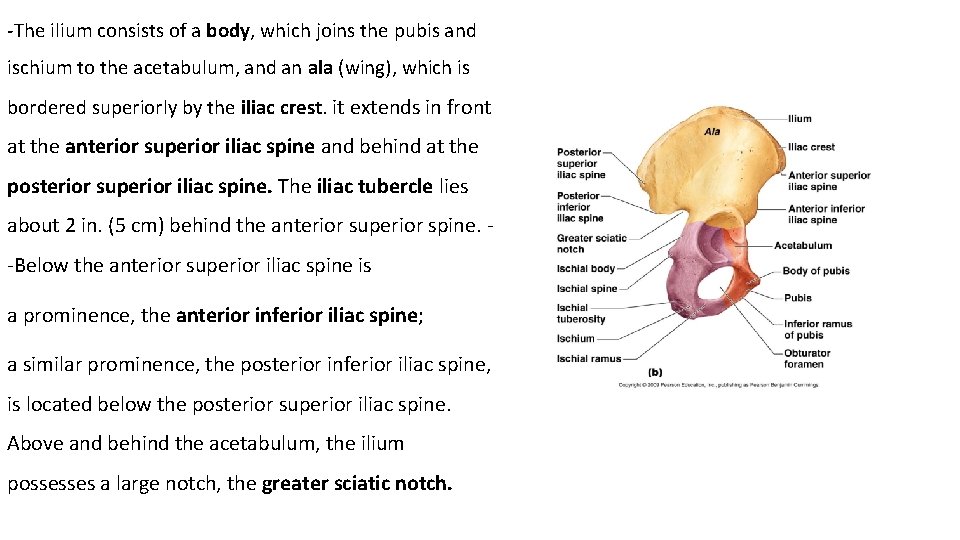 -The ilium consists of a body, which joins the pubis and ischium to the