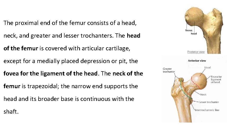 The proximal end of the femur consists of a head, neck, and greater and