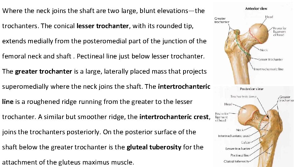 Where the neck joins the shaft are two large, blunt elevations—the trochanters. The conical