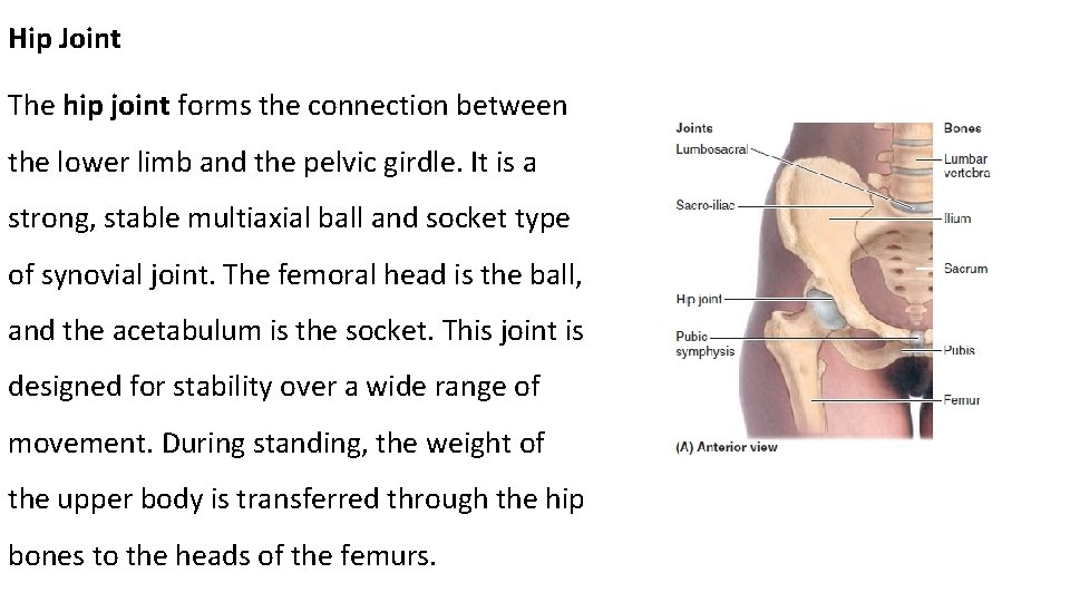 Hip Joint The hip joint forms the connection between the lower limb and the