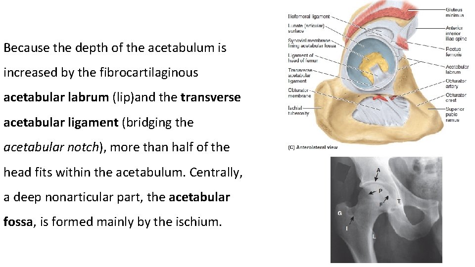 Because the depth of the acetabulum is increased by the fibrocartilaginous acetabular labrum (lip)and