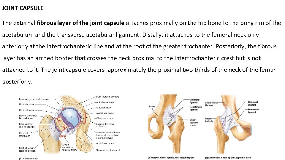 JOINT CAPSULE The external fibrous layer of the joint capsule attaches proximally on the