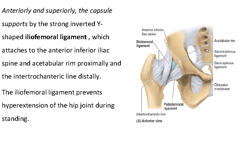 Anteriorly and superiorly, the capsule supports by the strong inverted Yshaped iliofemoral ligament ,