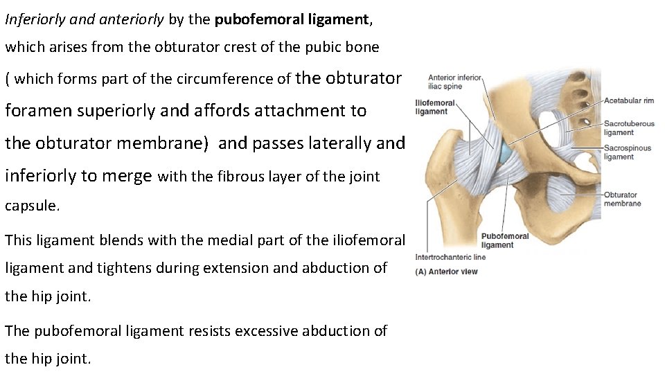 Inferiorly and anteriorly by the pubofemoral ligament, which arises from the obturator crest of