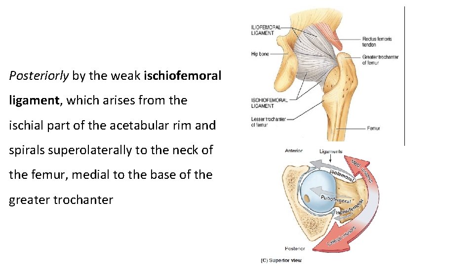 Posteriorly by the weak ischiofemoral ligament, which arises from the ischial part of the