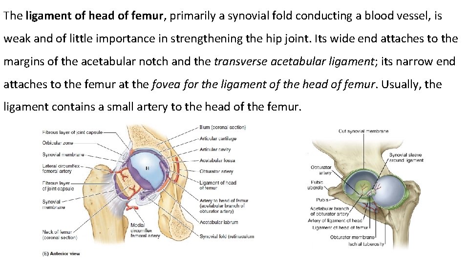 The ligament of head of femur, primarily a synovial fold conducting a blood vessel,