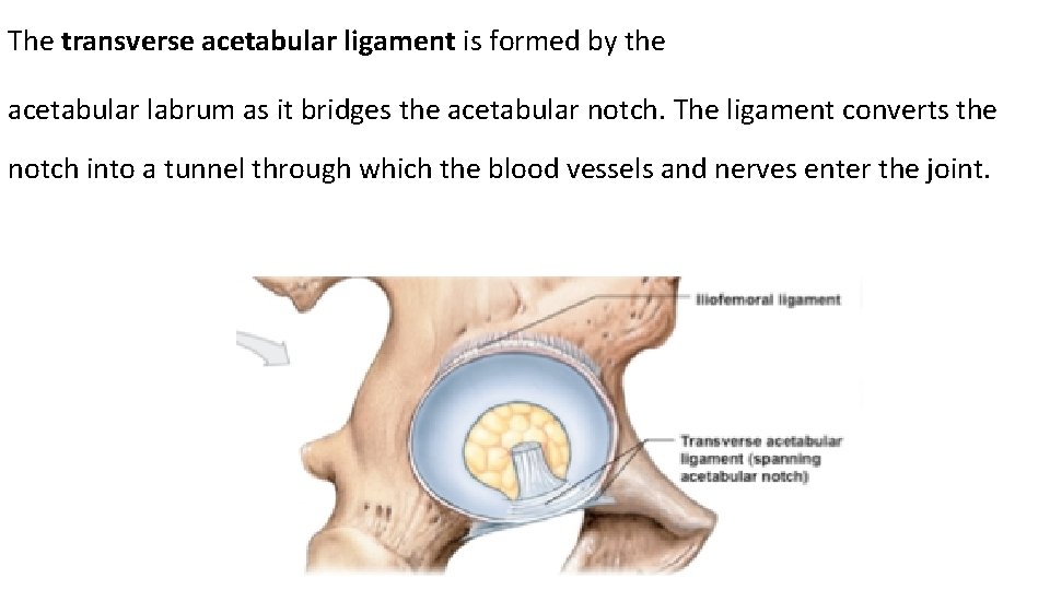 The transverse acetabular ligament is formed by the acetabular labrum as it bridges the