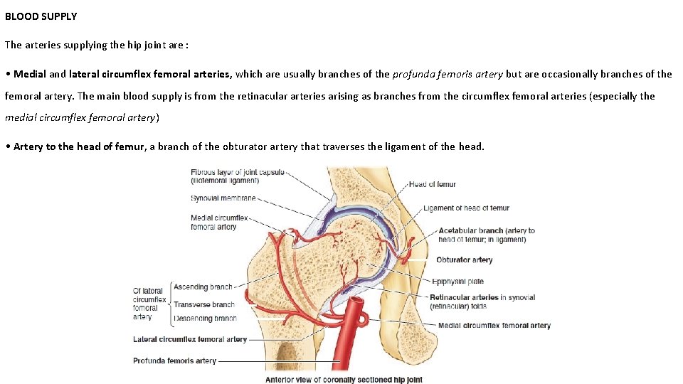 BLOOD SUPPLY The arteries supplying the hip joint are : • Medial and lateral