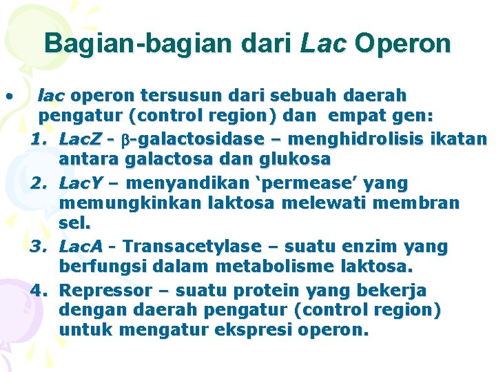 Bagian-bagian dari Lac Operon • lac operon tersusun dari sebuah daerah pengatur (control region)