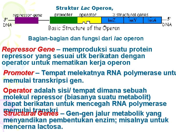 Struktur Lac Operon, Bagian-bagian dan fungsi dari lac operon Repressor Gene – memproduksi suatu