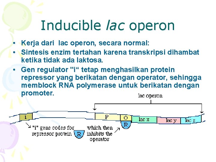 Inducible lac operon • Kerja dari lac operon, secara normal: • Sintesis enzim tertahan