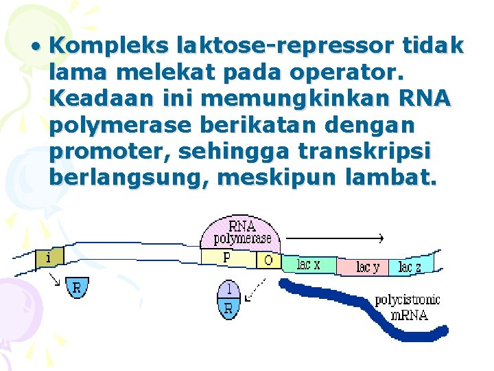  • Kompleks laktose-repressor tidak lama melekat pada operator. Keadaan ini memungkinkan RNA polymerase