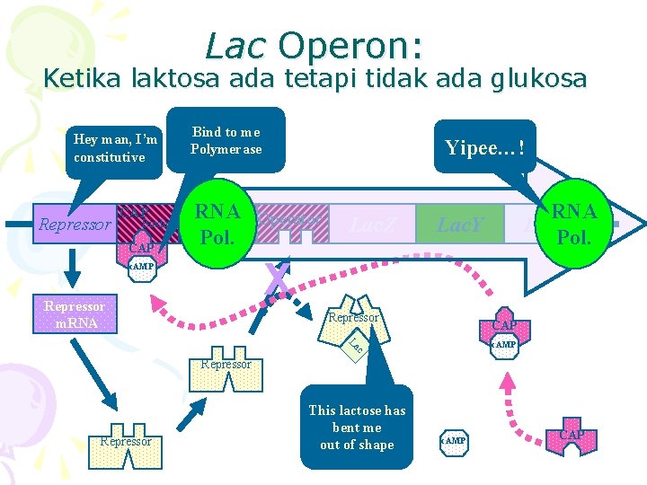 Lac Operon: Ketika laktosa ada tetapi tidak ada glukosa Hey man, I’m constitutive Repressor