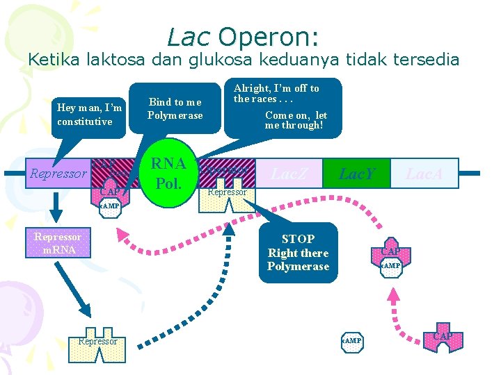 Lac Operon: Ketika laktosa dan glukosa keduanya tidak tersedia Hey man, I’m constitutive Repressor