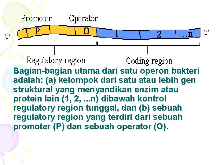 Bagian-bagian utama dari satu operon bakteri adalah: (a) kelompok dari satu atau lebih gen