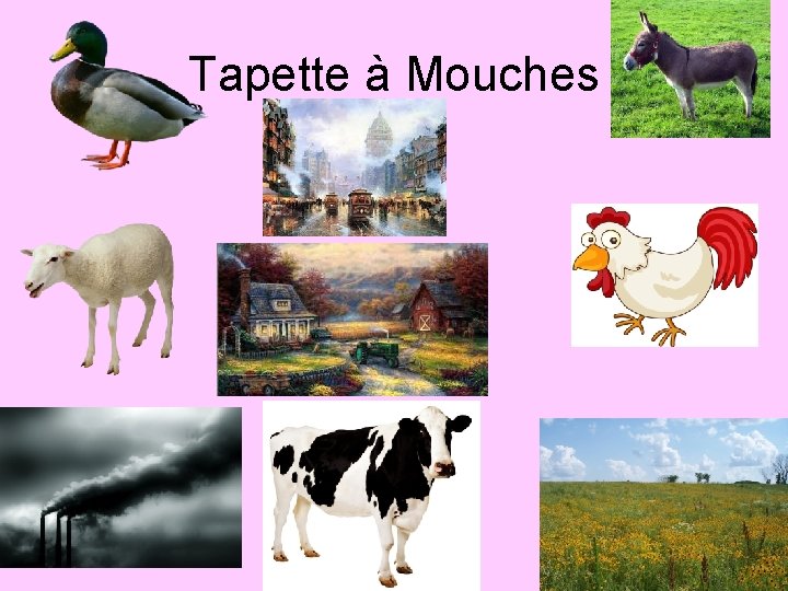 Tapette à Mouches 