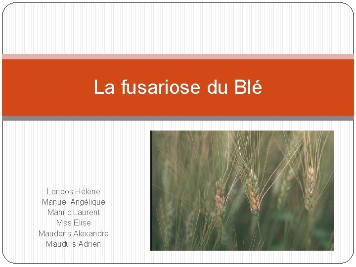 La fusariose du Blé Londos Hélène Manuel Angélique Mahric Laurent Mas Elise Maudens Alexandre