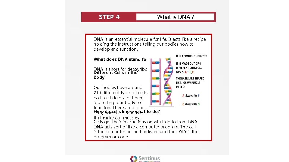 STEP 4 What is DNA ? DNA is an essential molecule for life. It