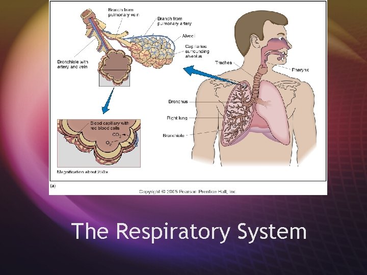 The Respiratory System 