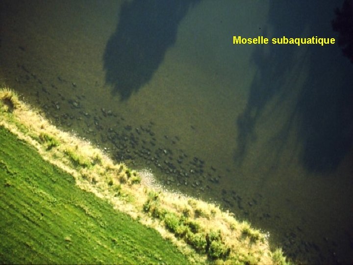 Moselle subaquatique 