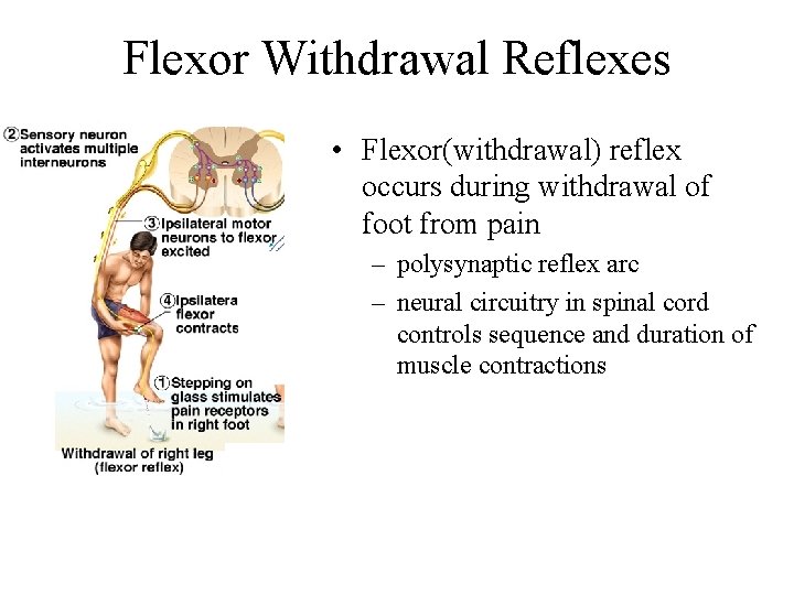 Flexor Withdrawal Reflexes • Flexor(withdrawal) reflex occurs during withdrawal of foot from pain – Flexor Withdrawal Reflexes • Flexor(withdrawal) reflex occurs during withdrawal of foot from pain –
