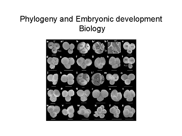 Phylogeny and Embryonic development Biology 