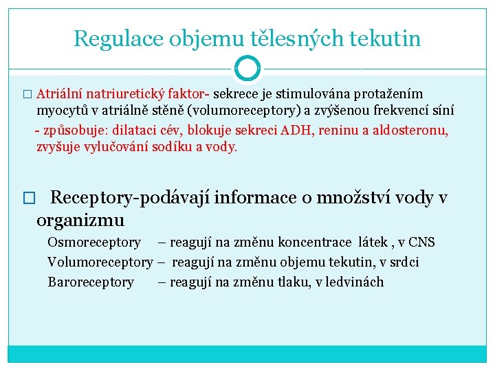 Regulace objemu tělesných tekutin � Atriální natriuretický faktor- sekrece je stimulována protažením myocytů v