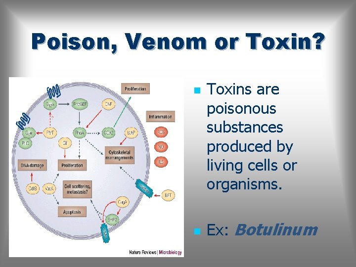 Poison, Venom or Toxin? n n Toxins are poisonous substances produced by living cells
