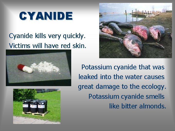 CYANIDE Cyanide kills very quickly. Victims will have red skin. Potassium cyanide that was