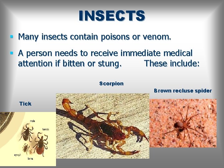 INSECTS § Many insects contain poisons or venom. § A person needs to receive