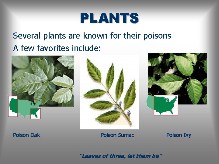 PLANTS Several plants are known for their poisons A few favorites include: Poison Oak