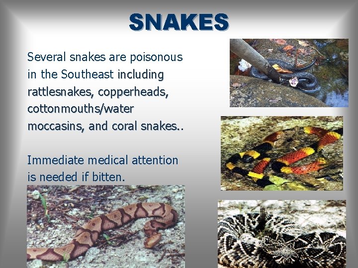 SNAKES Several snakes are poisonous in the Southeast including rattlesnakes, copperheads, cottonmouths/water moccasins, and