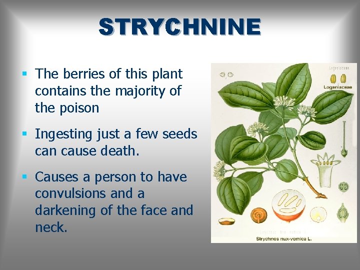STRYCHNINE § The berries of this plant contains the majority of the poison §