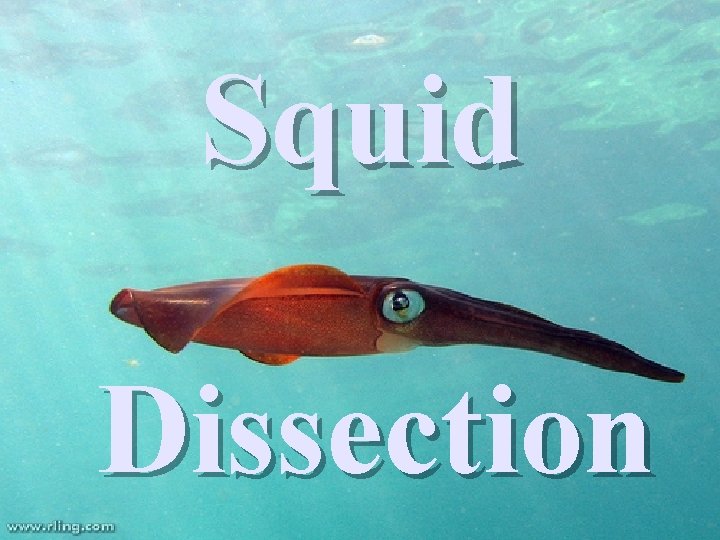 Squid Dissection 