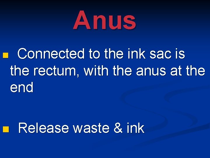 Anus n n Connected to the ink sac is the rectum, with the anus