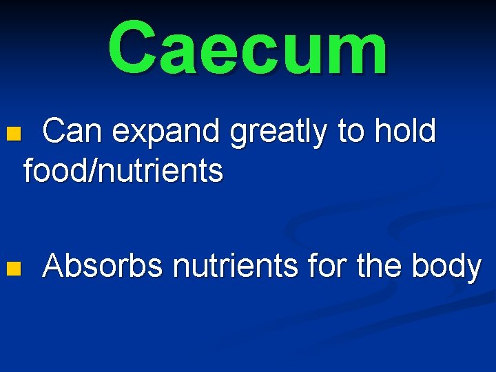 Caecum n n Can expand greatly to hold food/nutrients Absorbs nutrients for the body